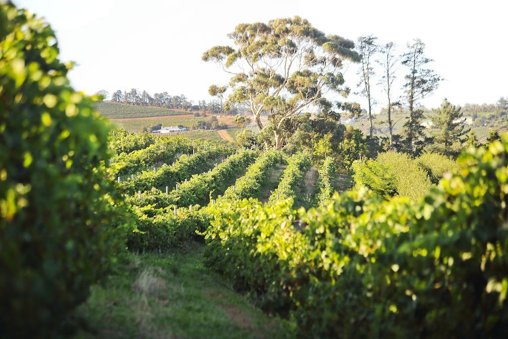 Brenaissance Wine & Stud Estate Hotel Stellenbosch Kültér fotó