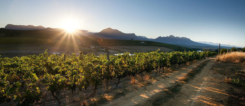Brenaissance Wine & Stud Estate Hotel Stellenbosch Kültér fotó